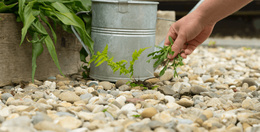 Weeding gravel gardens